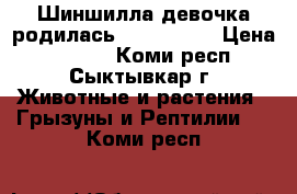 Шиншилла девочка родилась 17.03.2017 › Цена ­ 1 500 - Коми респ., Сыктывкар г. Животные и растения » Грызуны и Рептилии   . Коми респ.